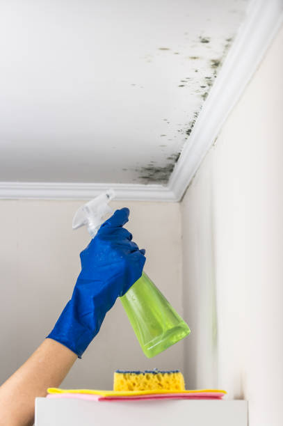Best Mold Damage Repair  in Ennis, TX